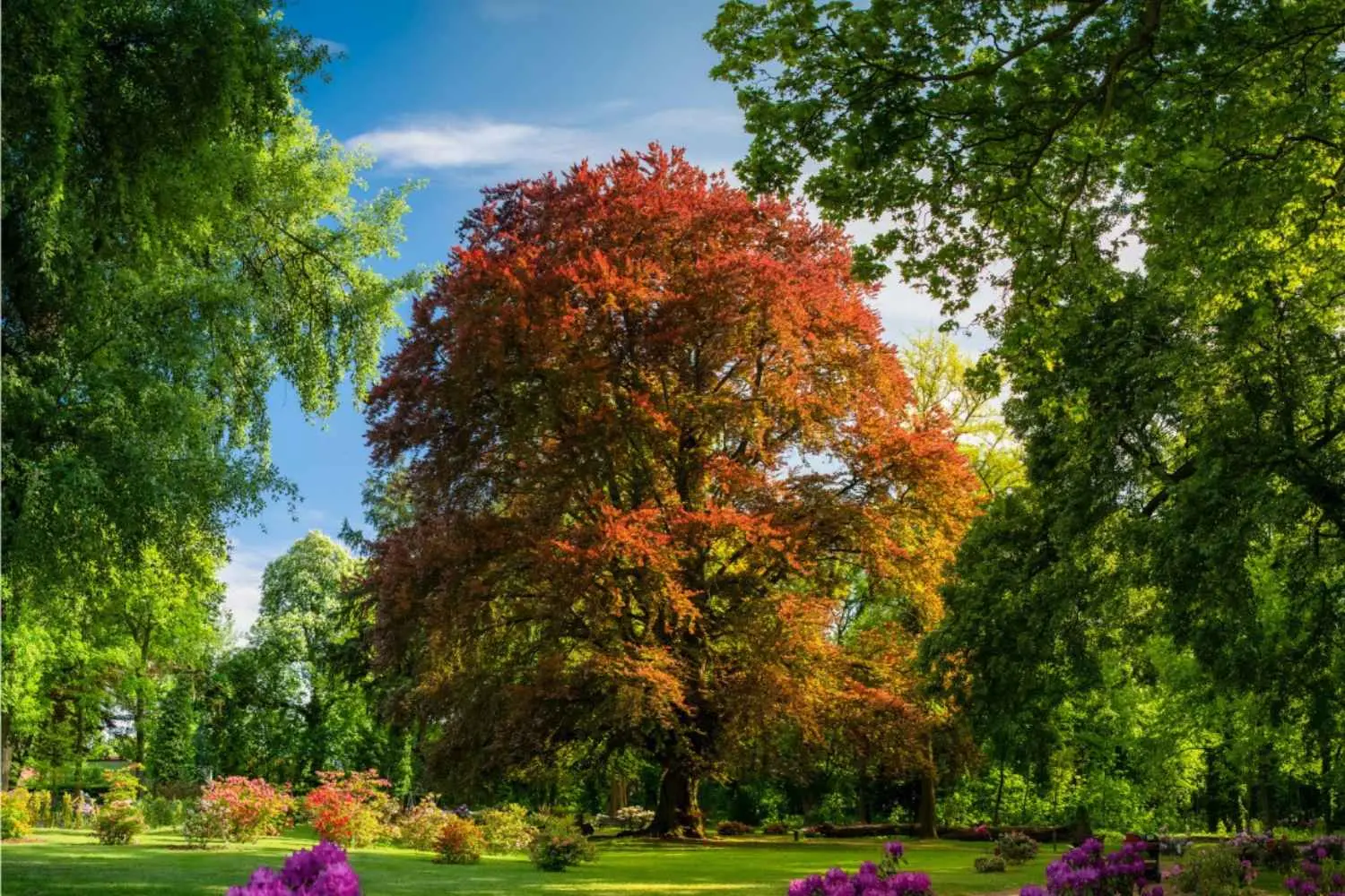 Il faggio secolare vince il premio per albero europeo 2025