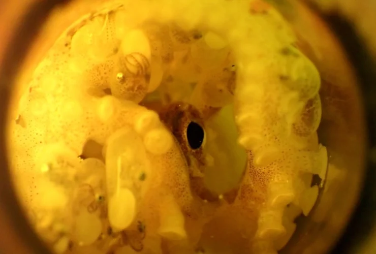 A marine biologist discovered something incredible in a beer bottle on the seafloor