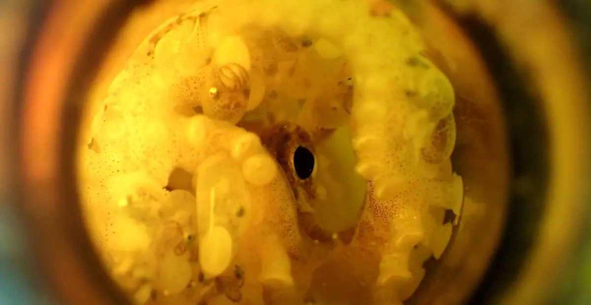 A marine biologist discovered something incredible in a beer bottle on the seafloor