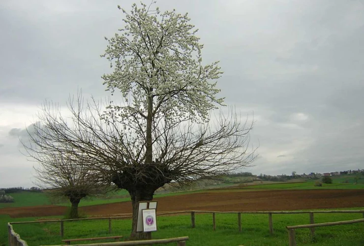 Scopri il Bialbero di Casorzo, il ciliegio che stupisce tutti!