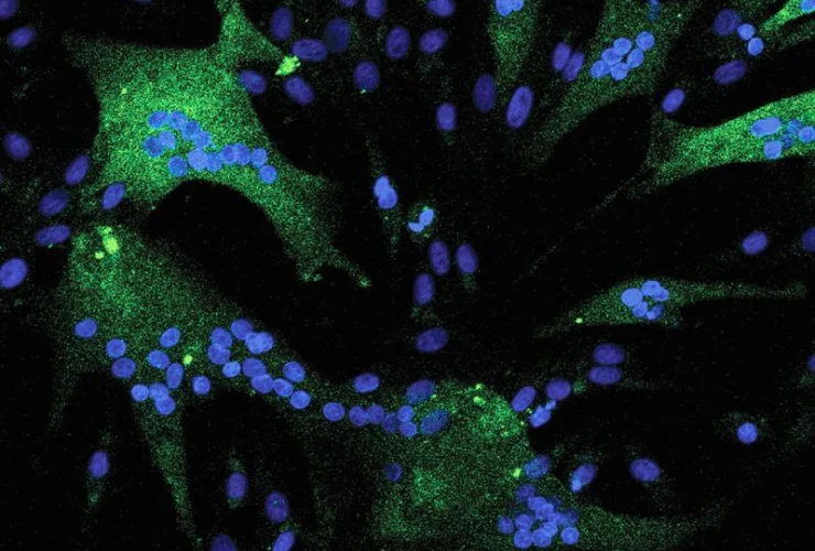 Cavalli energici: il gene che potenzia energia e ossigeno