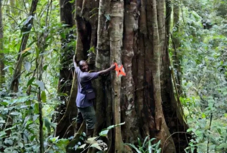Un albero gigante alto 40 metri conquista l’Africa: scopriamolo!