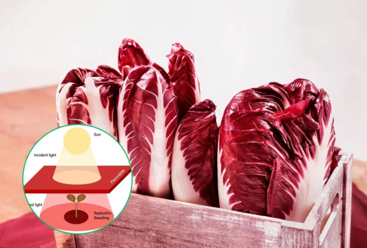 Tetti di perovskite: il segreto per un radicchio super!