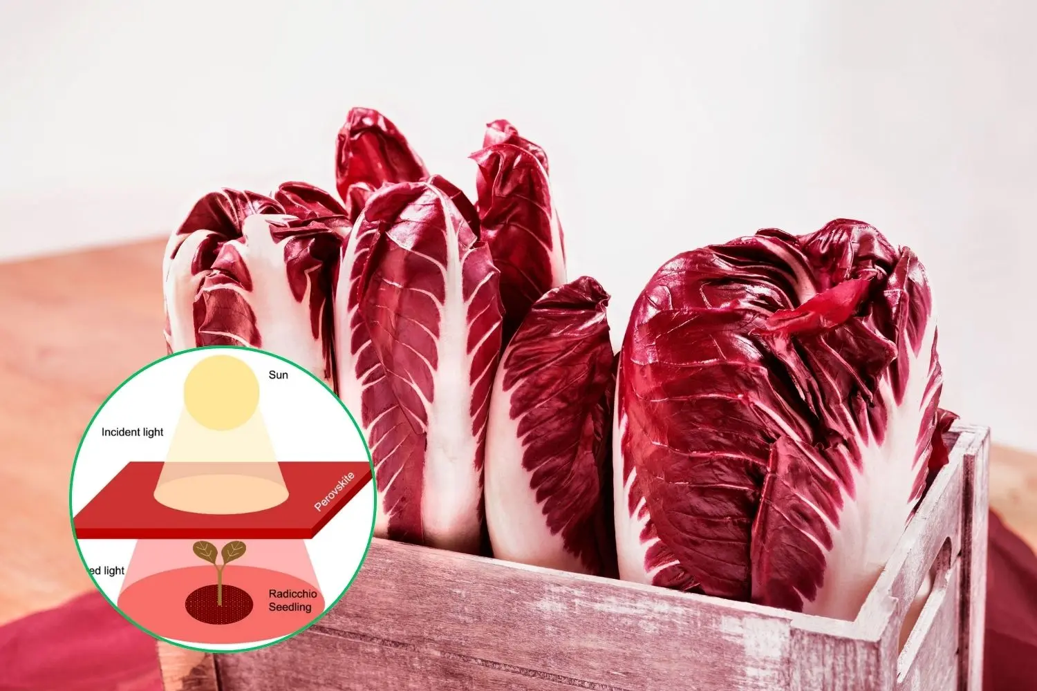 Tetti di perovskite: il segreto per un radicchio super!