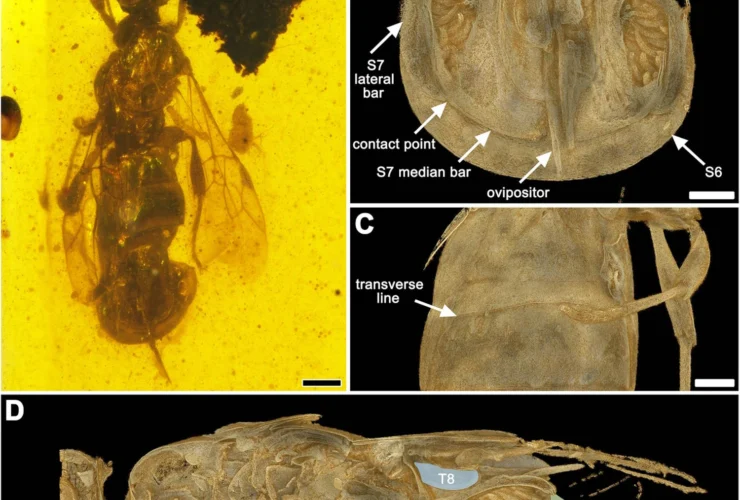 Una vespa preistorica amava le piante: scoperta straordinaria!