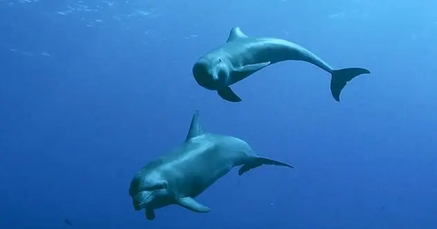 Dieci animali straordinari e i loro fluidi sorprendenti!