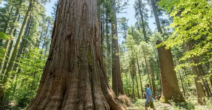 Scoperto in Tanzania un gigante arboreo: quanto è davvero antico?