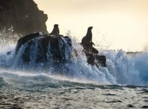 Il trailer da urlo di ‘Leoni marini delle Galapagos’ è qui!