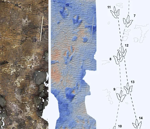 Incredibili impronte di dinosauri giganti scoperte in Italia!