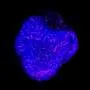 Scoperto un nuovo modello di organoidi per studiare il cervello!