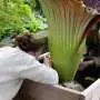 Fiori cadavere in pericolo: la burocrazia sta facendo danni!