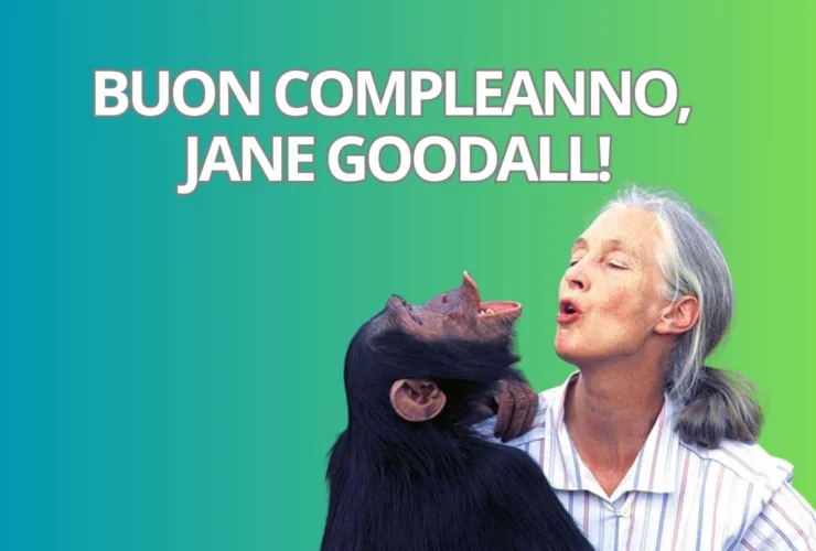 Jane Goodall festeggia il compleanno: l’amica degli scimpanzé!