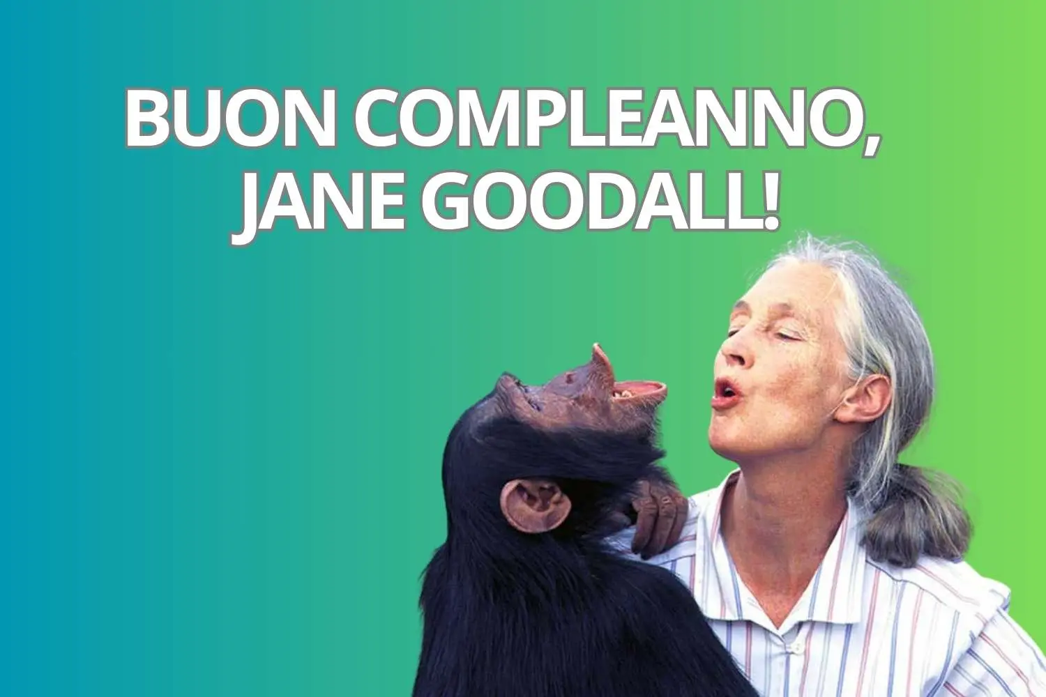 Jane Goodall festeggia il compleanno: l’amica degli scimpanzé!