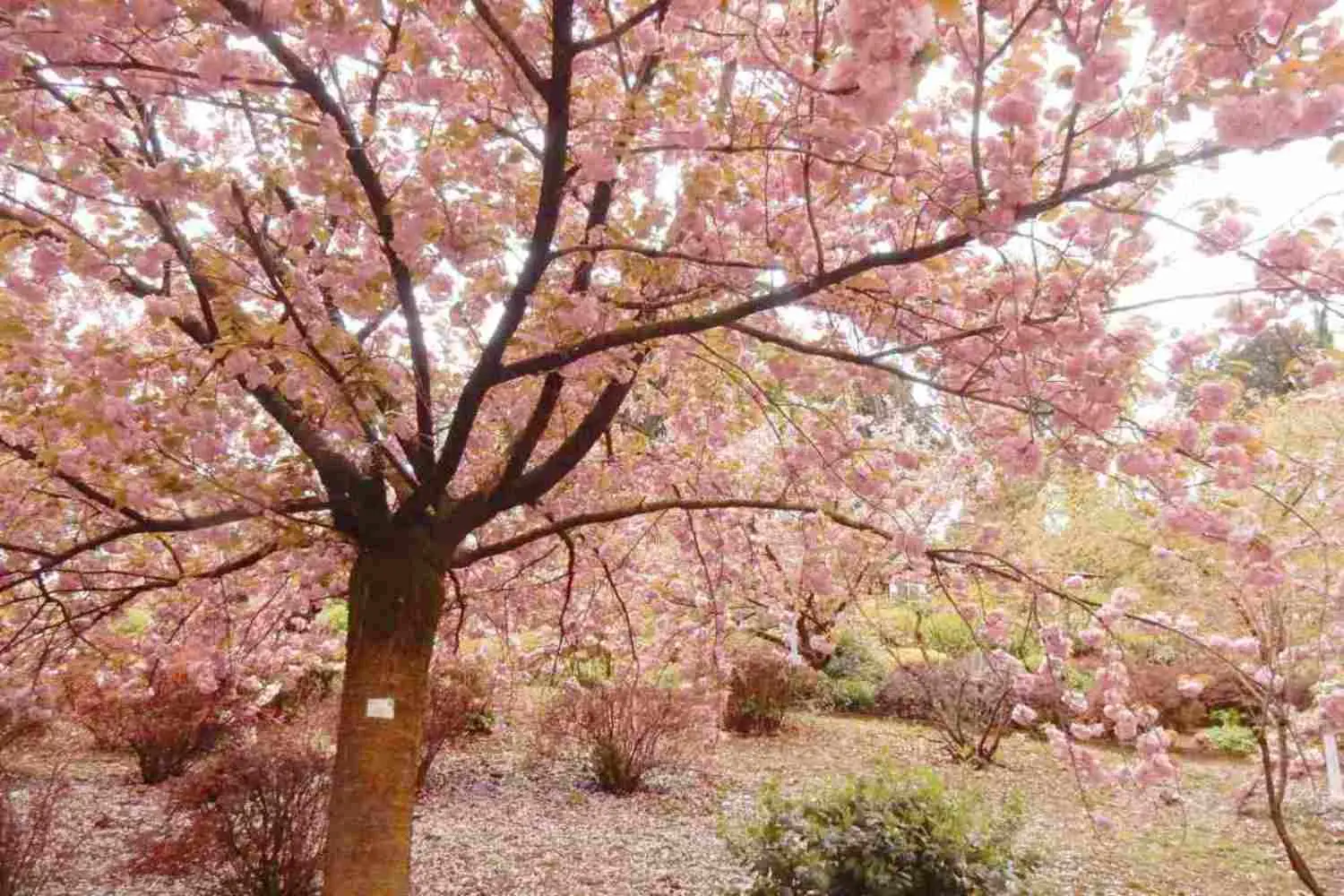 Hanami all’Orto Botanico: torna la magia dei ciliegi giapponesi!