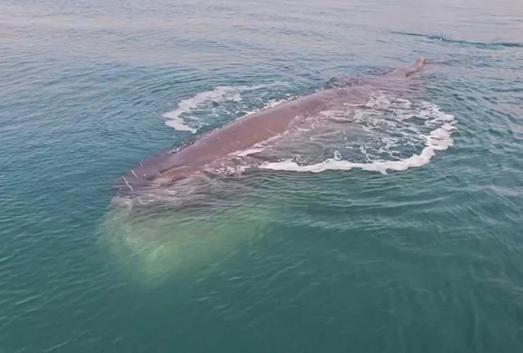Una gigantesca balena di 15 metri incanta il porto di Gwangyang!