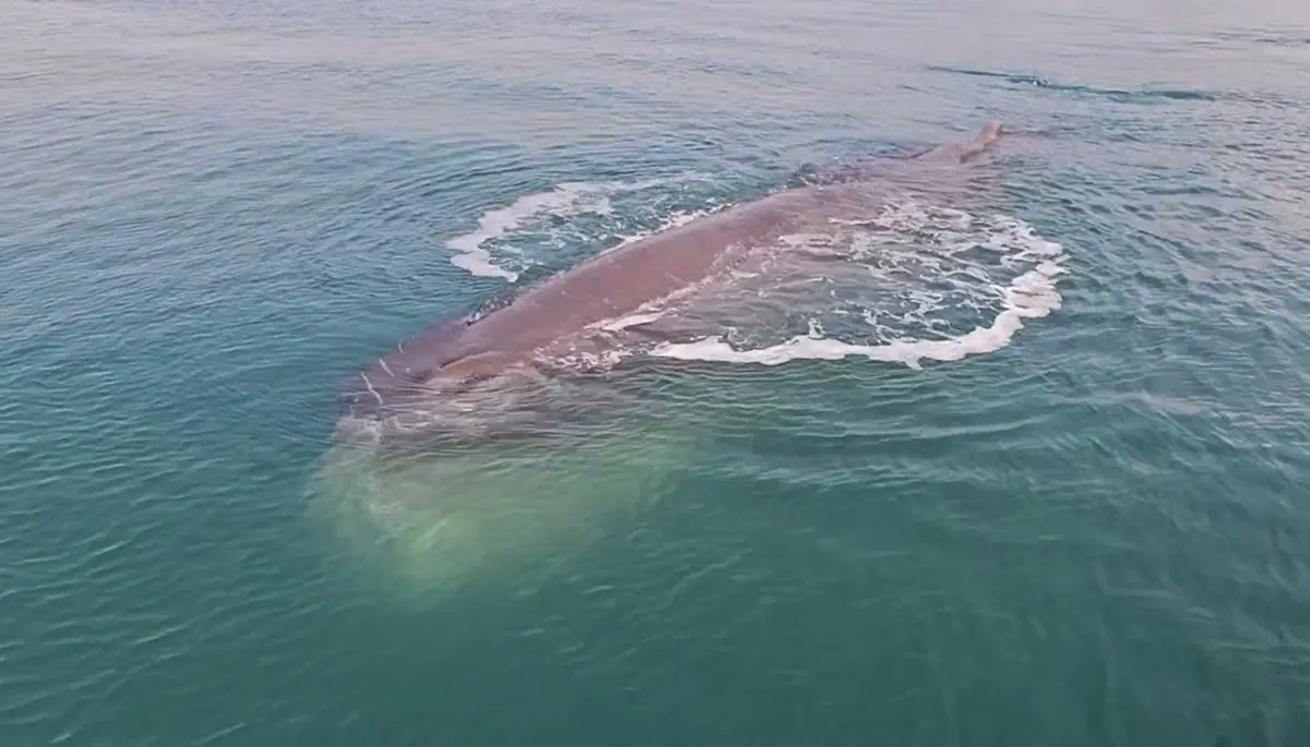 Una gigantesca balena di 15 metri incanta il porto di Gwangyang!