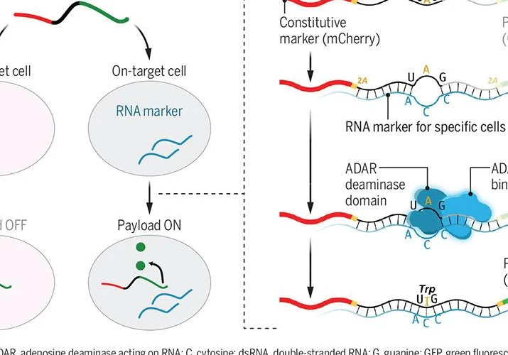 La rivoluzione della medicina mRNA: un futuro di speranza!