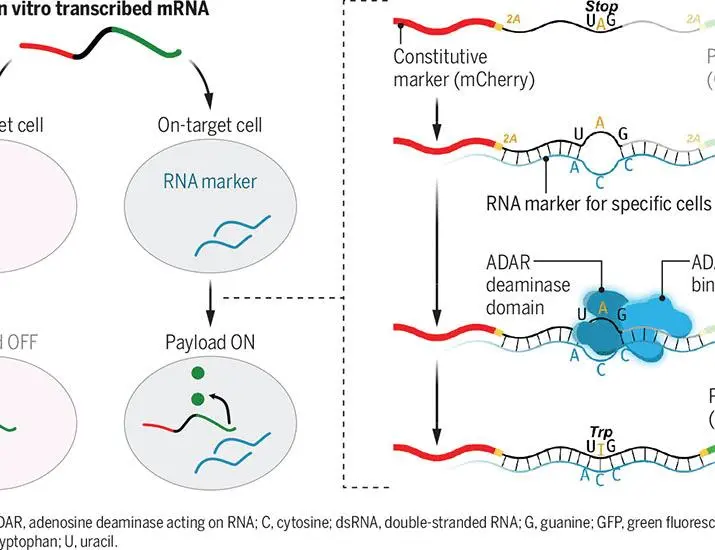 La rivoluzione della medicina mRNA: un futuro di speranza!