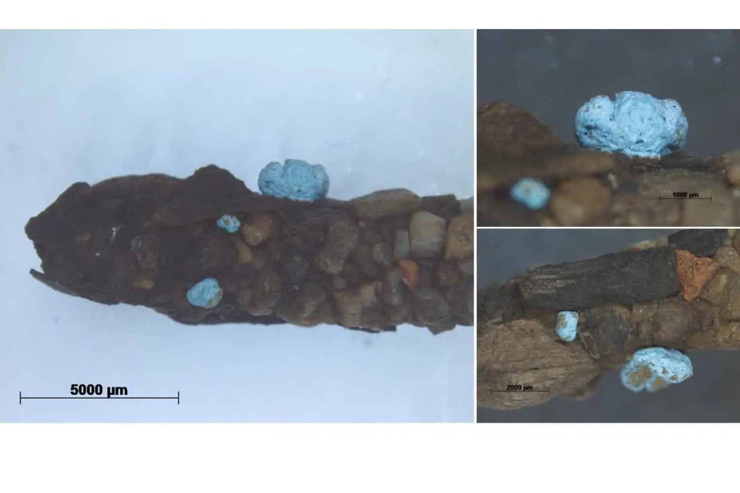 Scoperta sorprendente: la larva con microplastiche dal 1971