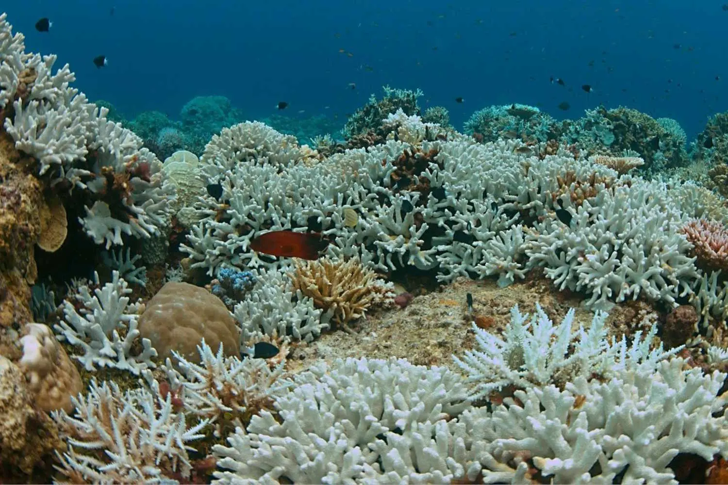Sbiancamento record: l’84% delle barriere coralline danneggiate