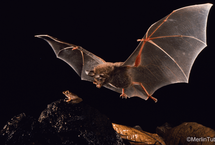 I pipistrelli giovani creano un ‘caller ID’ per evitare prede tossiche