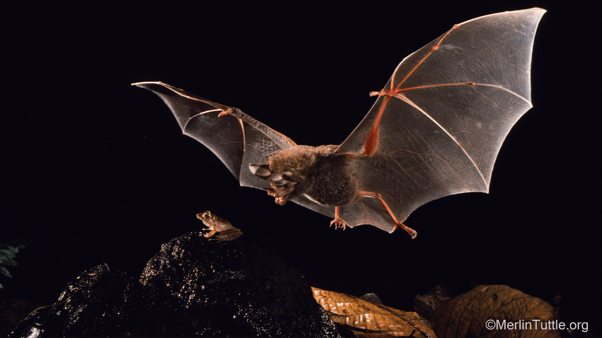 I pipistrelli giovani creano un ‘caller ID’ per evitare prede tossiche