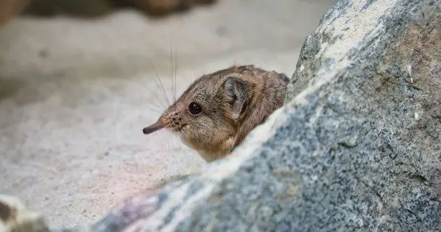 10 animali strani che non crederesti esistano davvero
