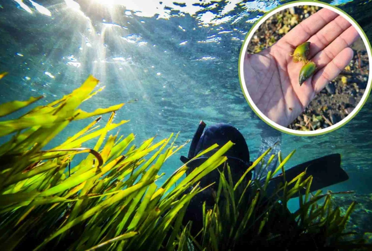 Salviamo la Posidonia nel golfo di Napoli: olive di mare in arrivo!