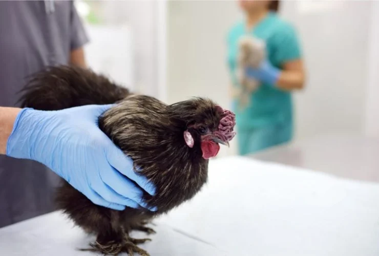 Esperti avvertono: l’influenza aviaria rappresenta un rischio crescente per l’uomo
