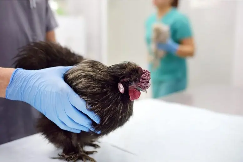Esperti avvertono: l’influenza aviaria rappresenta un rischio crescente per l’uomo