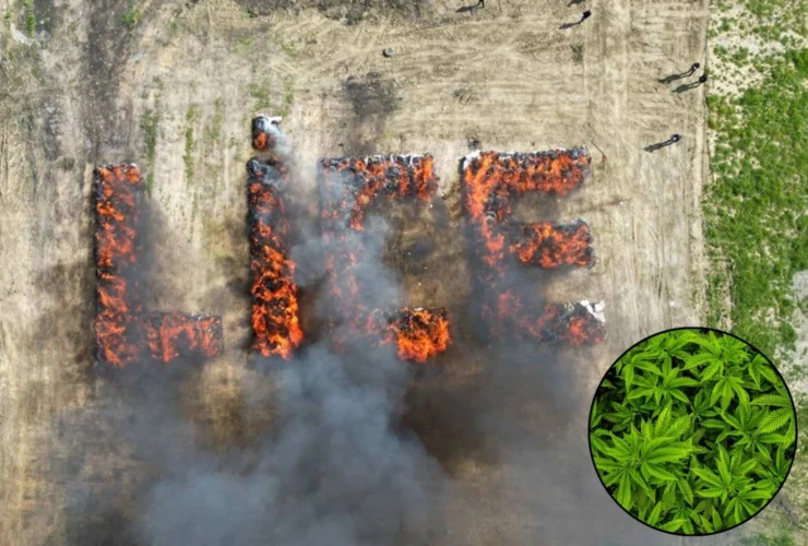 Bruciati oltre 20 quintali di marijuana: una città intossicata