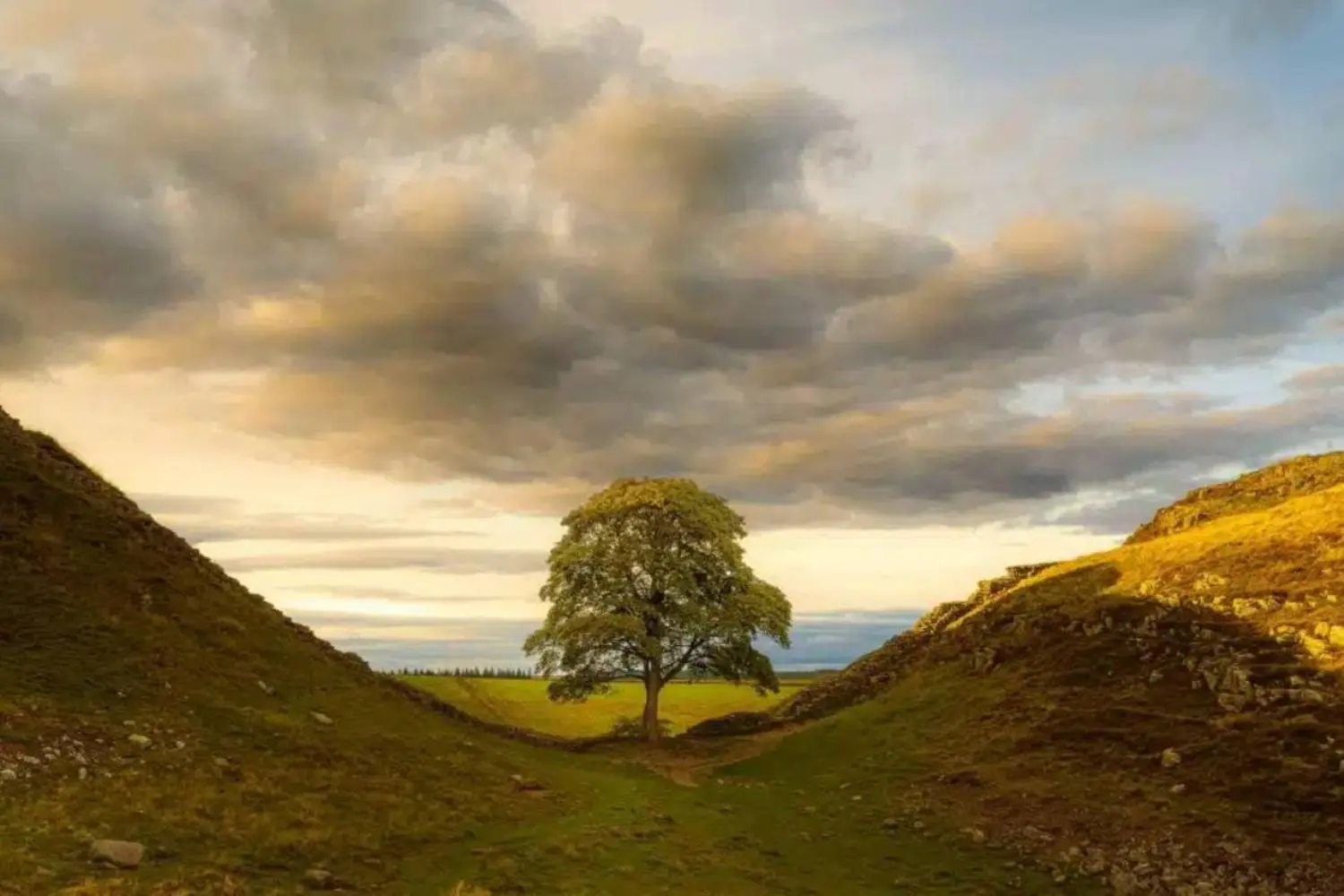 La vicenda dell’albero di Sycamore Gap: un processo da seguire
