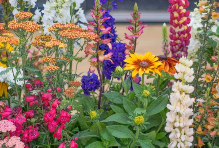 Tutto quello che devi sapere sul giardinaggio caotico per piante resilienti