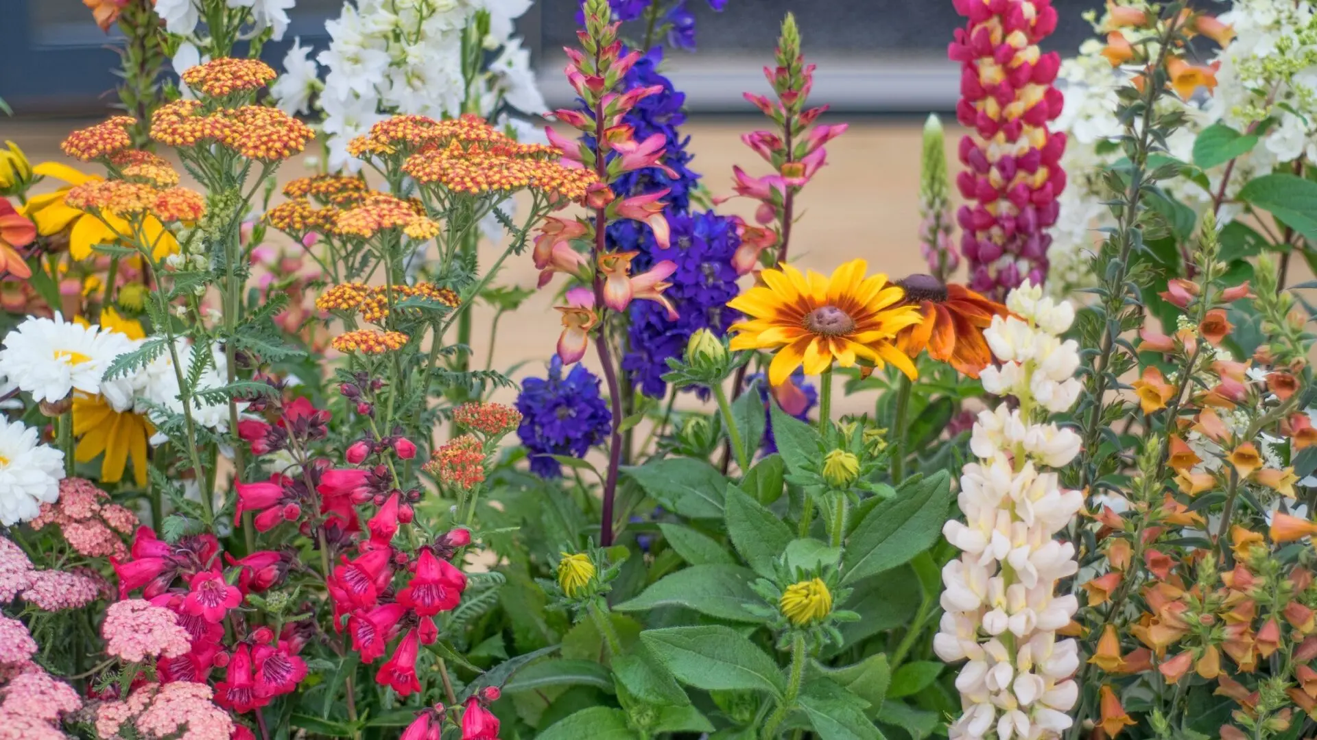 Tutto quello che devi sapere sul giardinaggio caotico per piante resilienti