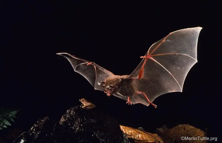 I pipistrelli imparano a cacciare ascoltando i richiami di corteggiamento