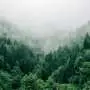 Incendi forestali su vasta scala trasformano foreste in fonti di carbonio