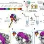 Filmati microscopici rivelano l’azione e la forma delle proteine cerebrali