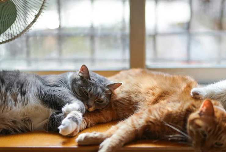 I primi gatti domestici in Europa: una storia di 2.000 anni fa