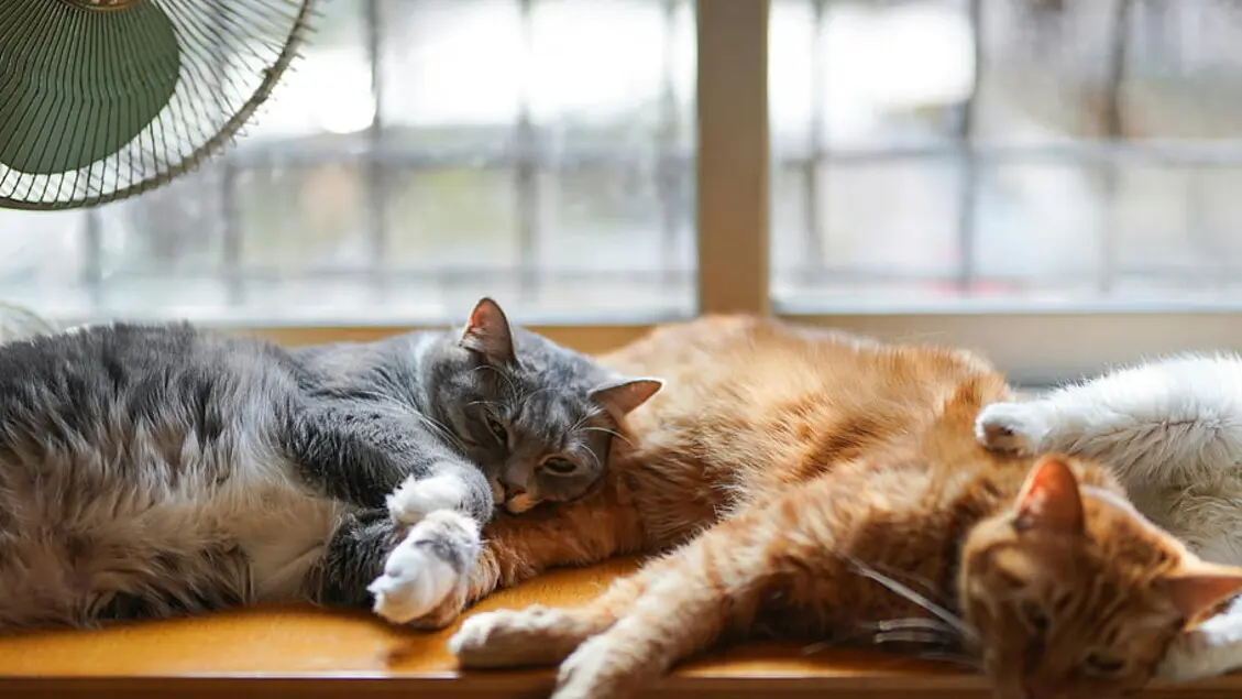 I primi gatti domestici in Europa: una storia di 2.000 anni fa
