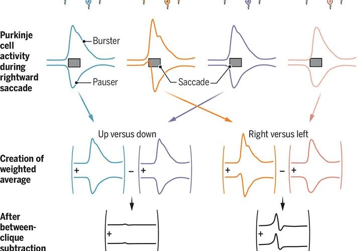 Quando matematica e biologia si incontrano nel cervelletto: scoperte innovative