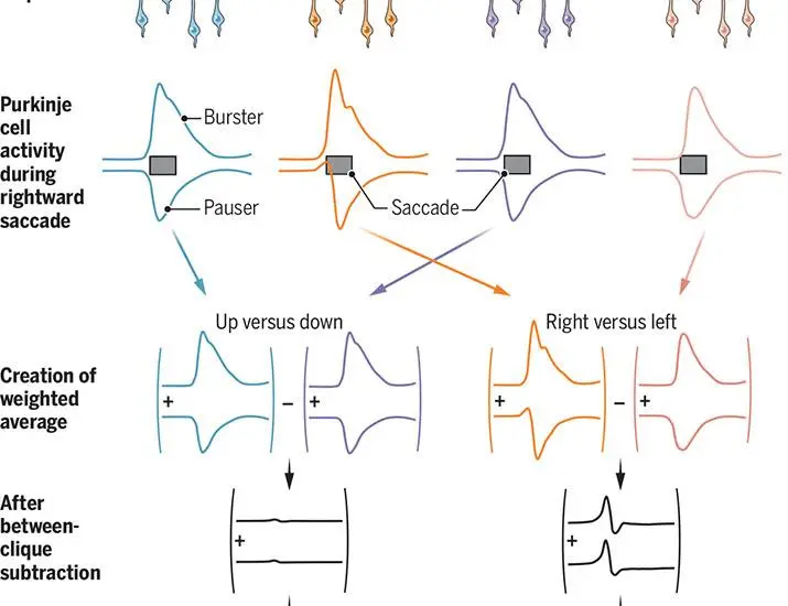 Quando matematica e biologia si incontrano nel cervelletto: scoperte innovative