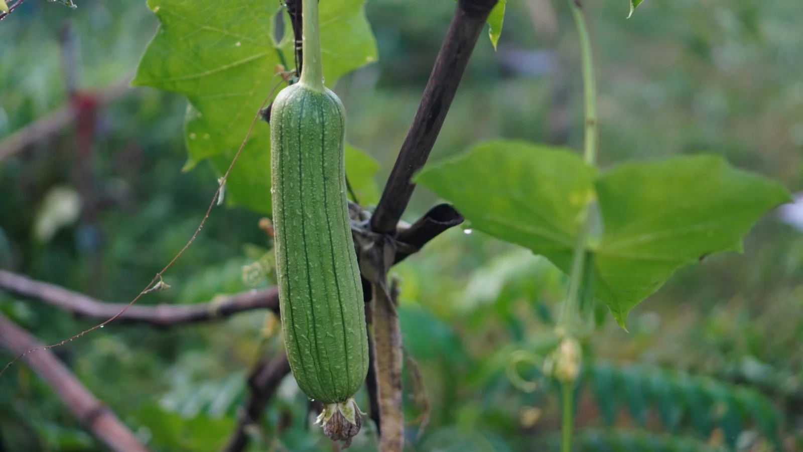 Un viaggio in fattoria tra le viti delle esotiche spugne naturali