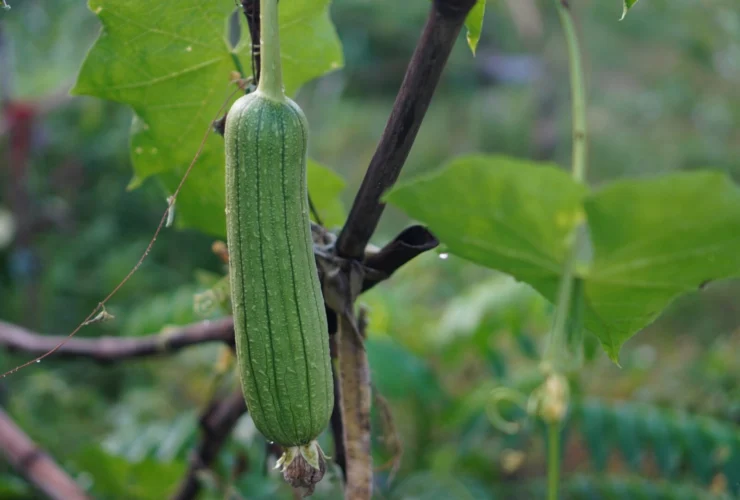 Un viaggio in fattoria tra le viti delle esotiche spugne naturali