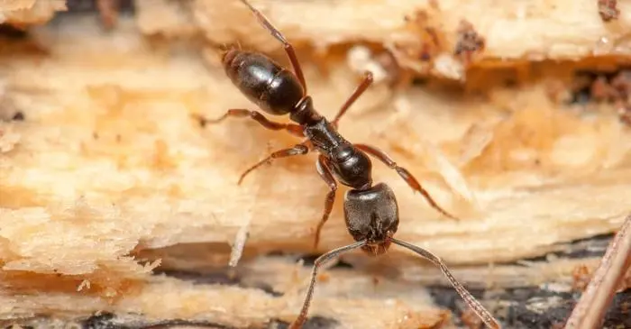 La diffusione della formica asiatica pungente preoccupa i medici negli Usa