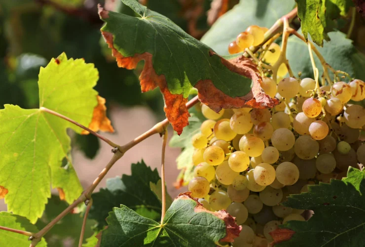 Il top dei viticoltori rischia di abbandonare i vigneti spagnoli per il cambiamento climatico