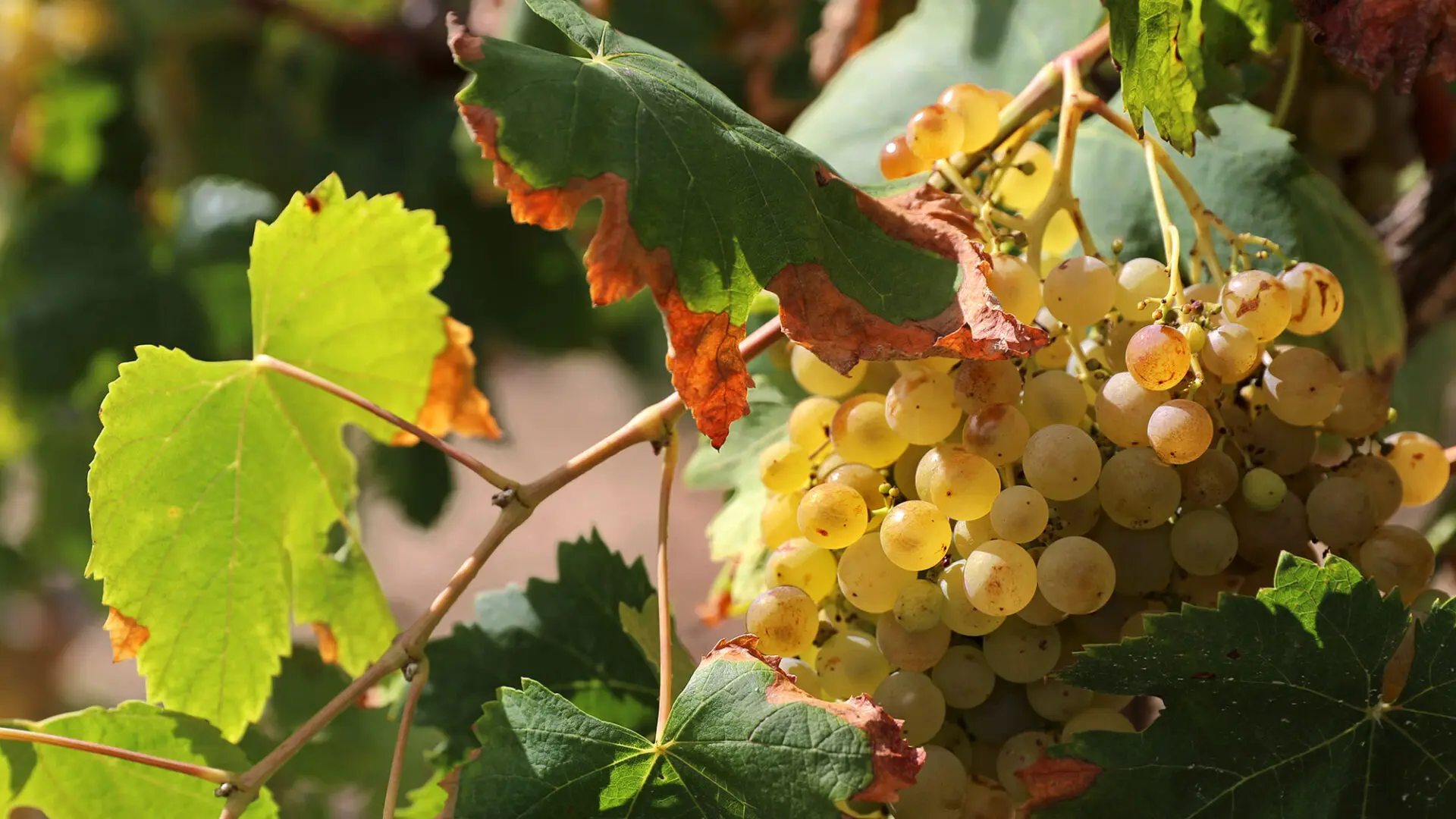 Il top dei viticoltori rischia di abbandonare i vigneti spagnoli per il cambiamento climatico