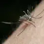 Virus West Nile in uk: primo caso confermato e cosa sapere