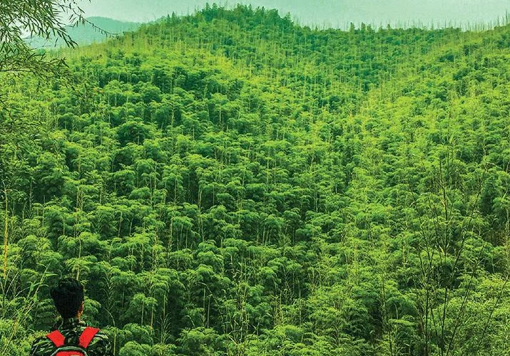 Abbracciare la forza del bambù: scienza e sostenibilità verdi