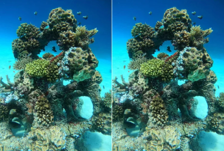 La rinascita dei coralli: come la stampa 3D rigenera i fondali maldiviani