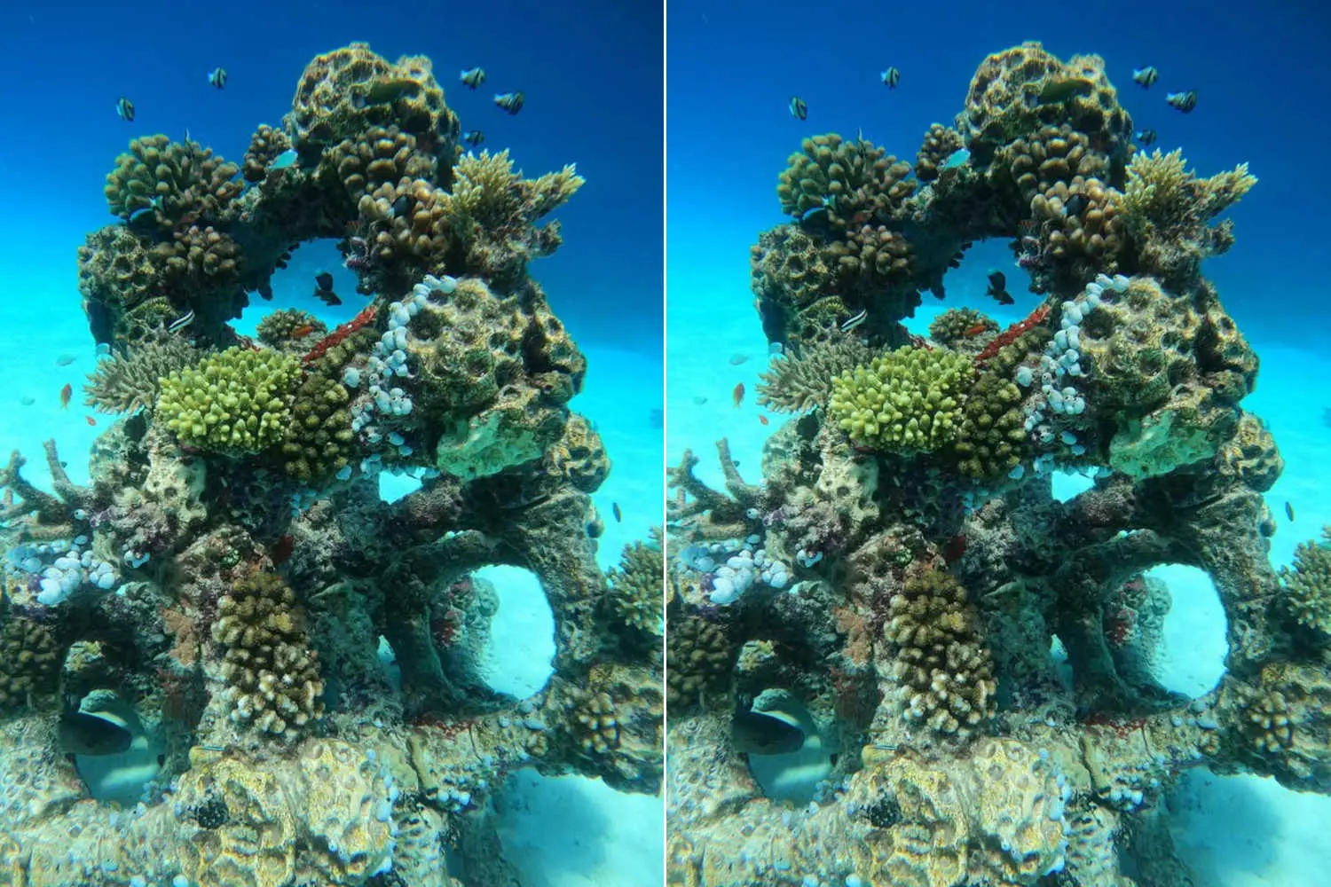 La rinascita dei coralli: come la stampa 3D rigenera i fondali maldiviani